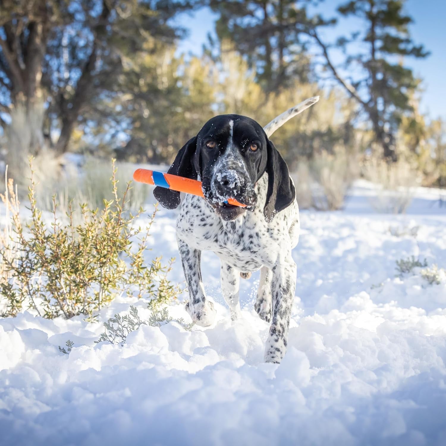 Chuckit Ultra Fetch Stick 12": Durable Outdoor Toy for All Dog Sizes