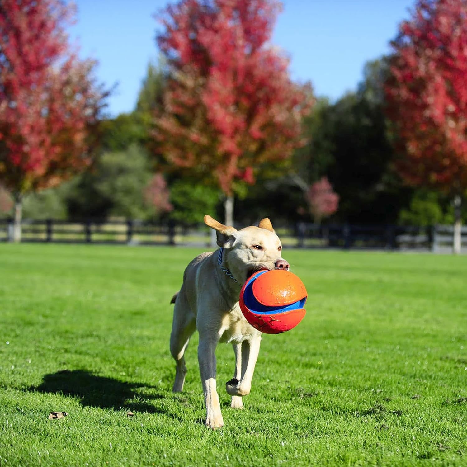 Chuckit Kick & Fetch Ball - Durable Dog Toy for Fetch, 8 Inch Diameter