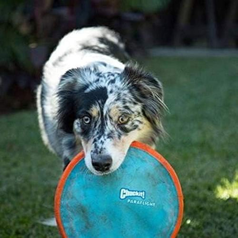 Chuckit! Paraflight Small Flying Disc: 6.75", Orange and Blue, for Dogs