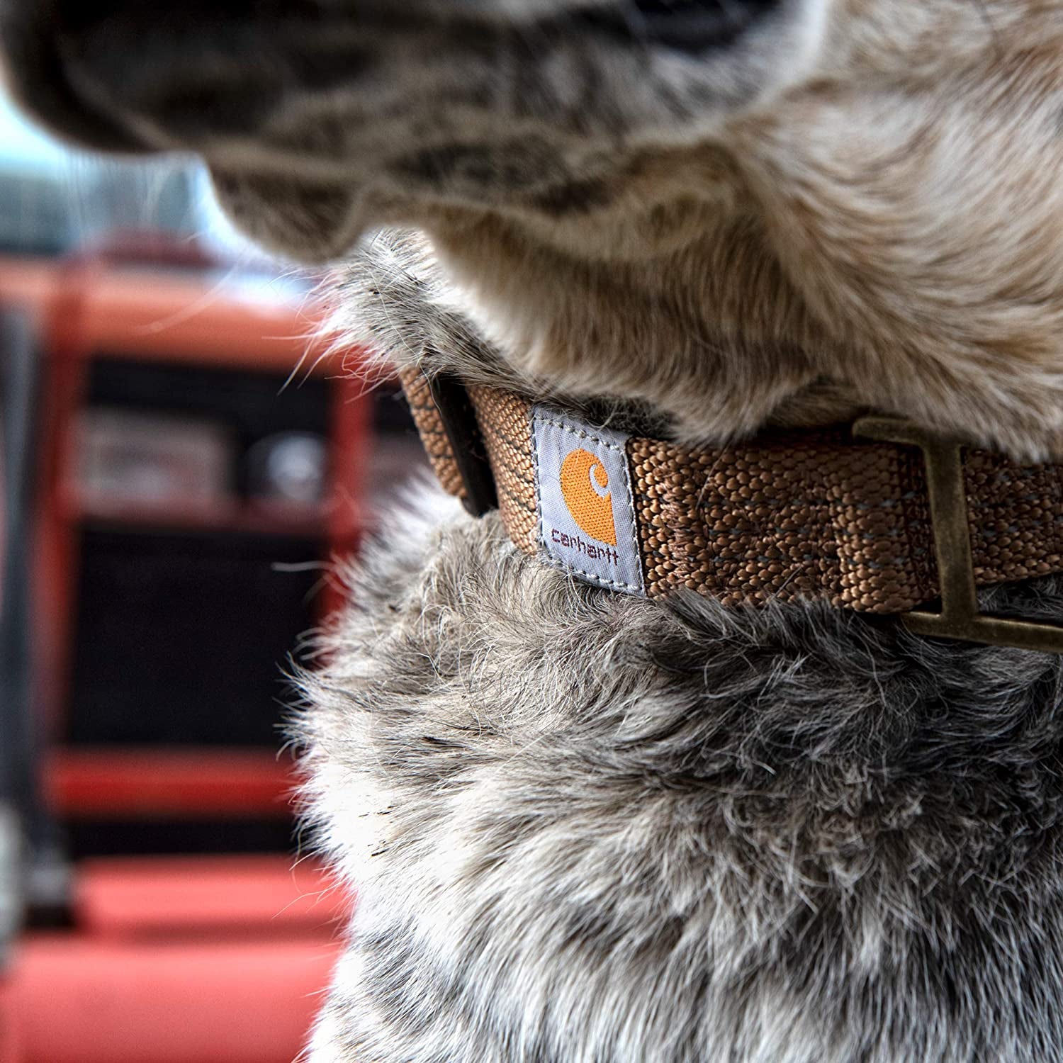 Carhartt Dog Collar - Brushed Brass Large, Various Sizes & Colors
