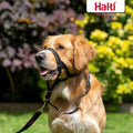 HALTI Headcollar for Medium Dogs - Adjustable, Reflective Anti-Pull Collar with Padded Nose Band