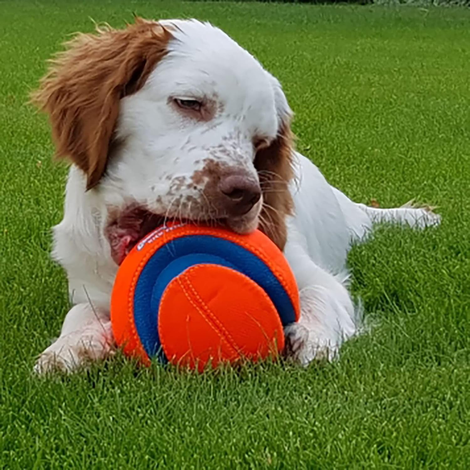 Chuckit Kick & Fetch Ball - Durable Dog Toy for Fetch, 8 Inch Diameter