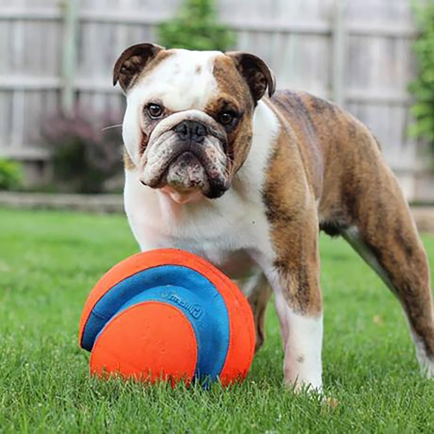 Chuckit Kick & Fetch Ball - Durable Dog Toy for Fetch, 8 Inch Diameter