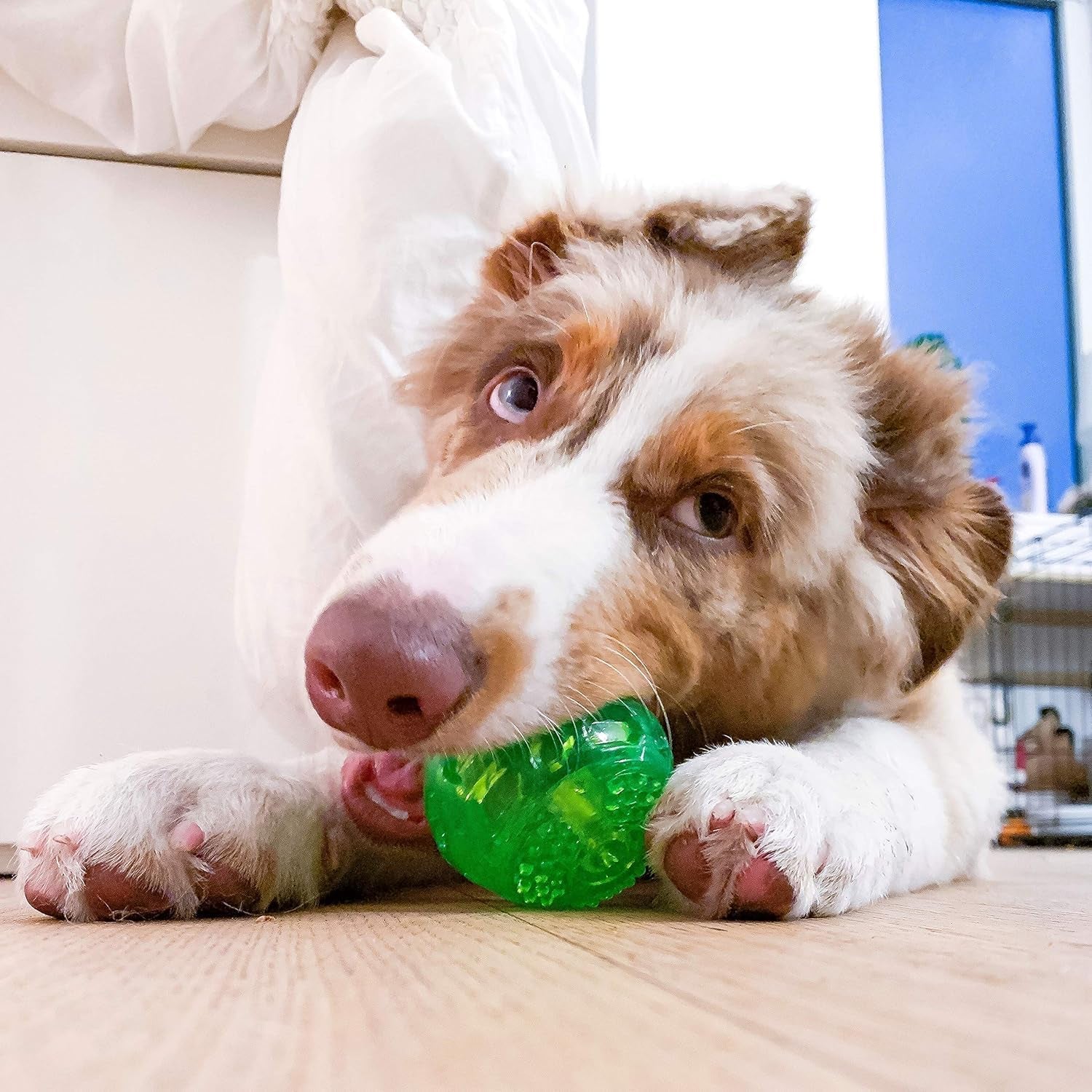 Durasqueak Dog Ball Toy, Floats & Squeaks, Durable Interactive Dog Fetch Ball