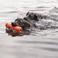 KONG Dog Training Dummy – Floating Water Fetch Toy for Large Dogs, Perfect for Play and Training, Durable & Lightweight