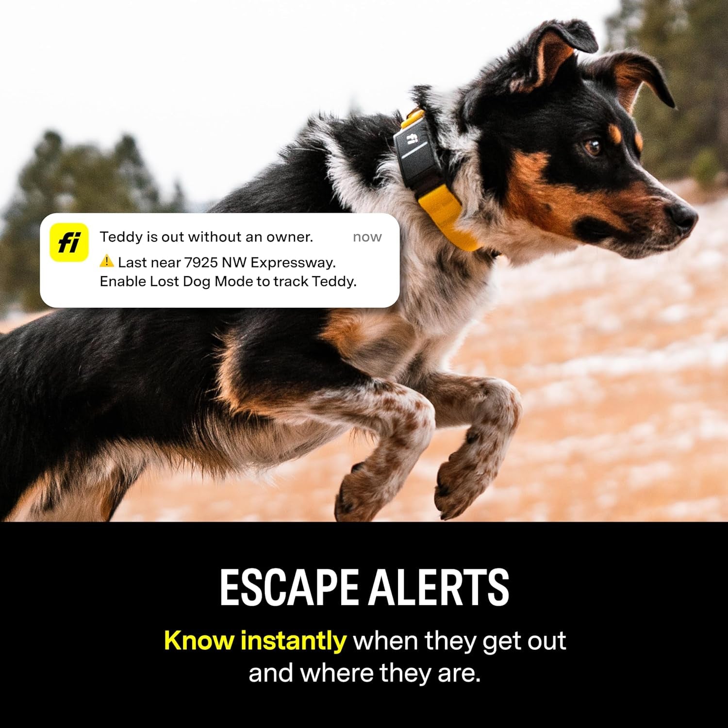 Smart Dog Collar – GPS Dog Tracker & Activity Monitor with Escape Alerts, Waterproof LED Light, Nationwide Coverage, 1-Year Free Membership