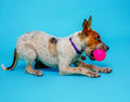 Hartz Dura Play 3-Pack Squeak Ball Toy for Small Breeds: Bacon Scented