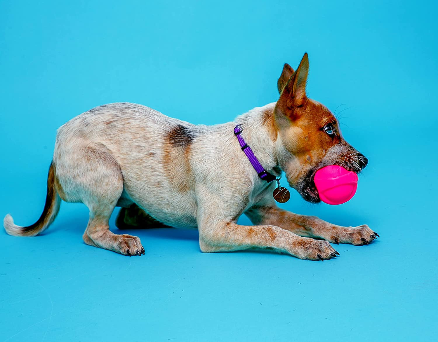 Hartz Dura Play 3-Pack Squeak Ball Toy for Small Breeds: Bacon Scented