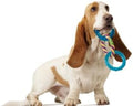 Dental Links Chew Toy – Durable Dental Care Toy for Dogs, Promotes Healthy Teeth and Gums, Great for Chewing & Interactive Play