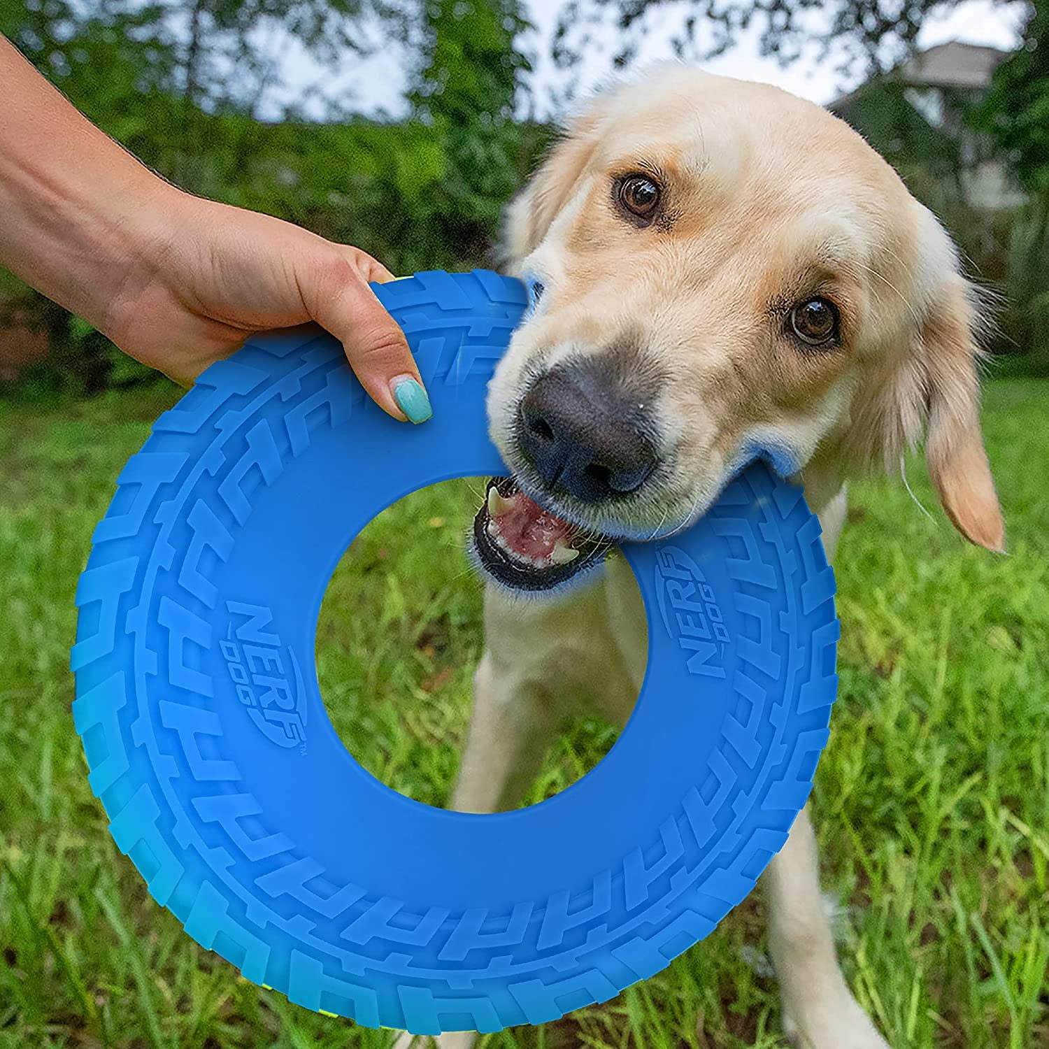 Nerf Dog Rubber Tire Flyer, Flying Disc, Floats, Durable - 10" Diameter, Blue