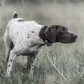 Sportdog Brand Sporthunter 825X - 1/2 Mile Range, Shock/Vibrate/Tone, Rechargeable Dog Training Collar
