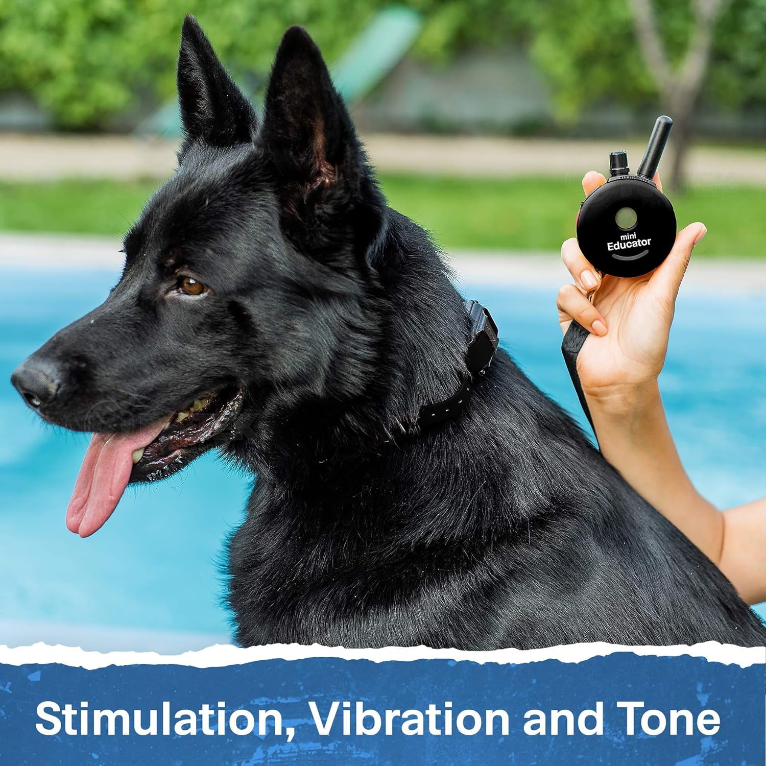 Educator ET-300 Black Ecollar, 1/2 Mile Range, 100 Levels, Waterproof, with Training Clicker