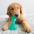 KONG Squeezz Dental Bone - Flexible Chew, Dental Toy for Gentle Chewers, Helps Clean Teeth