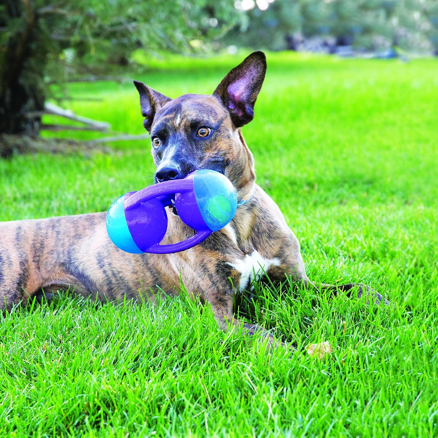 KONG Jumbler Disc, Durable Dog Toy for Interactive Playtime, Fetch, & Tug, Assorted Colors