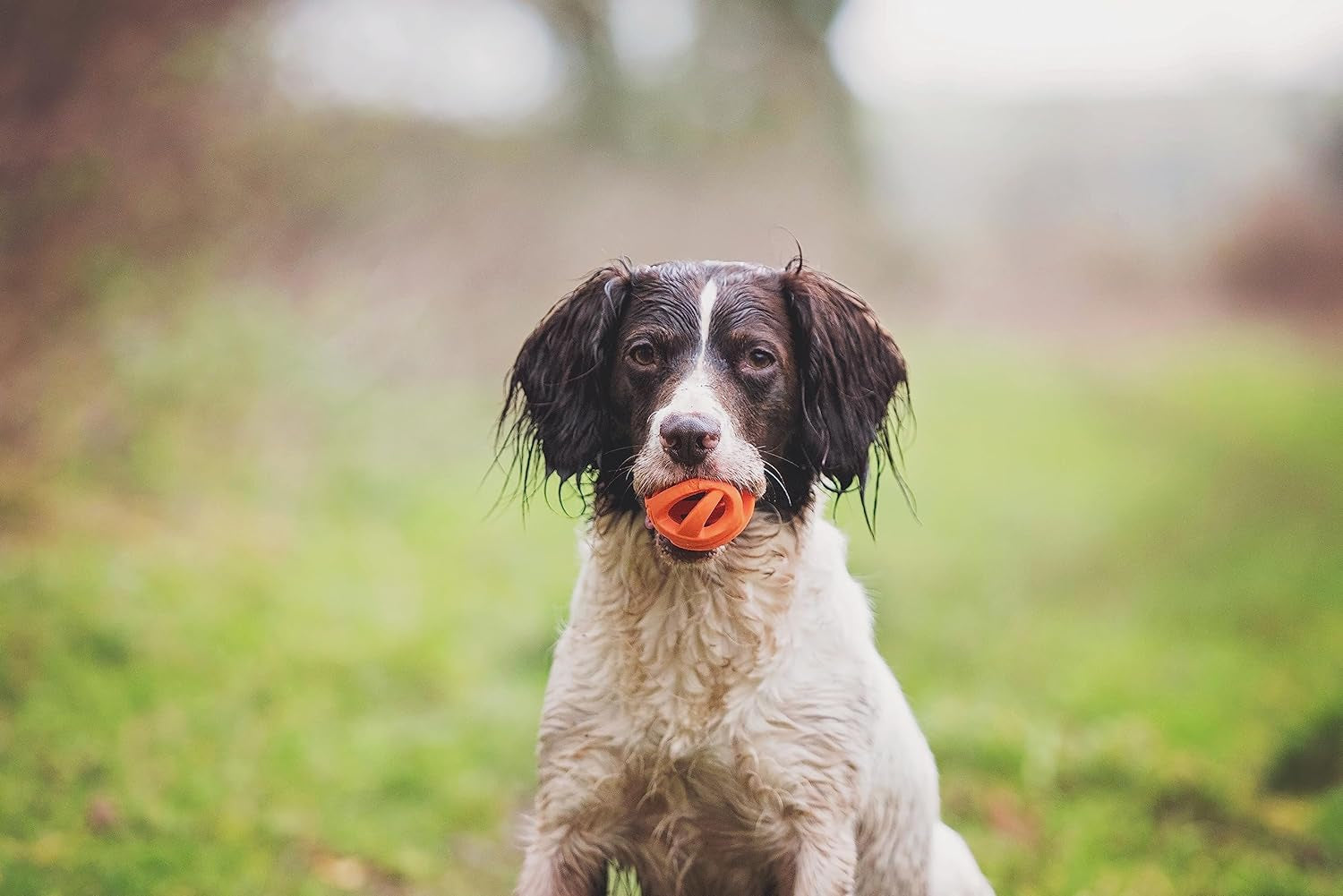 Chuckit! Air Fetch Ball Medium 2-Pack: Durable Rubber for Dogs 20-60 Lbs