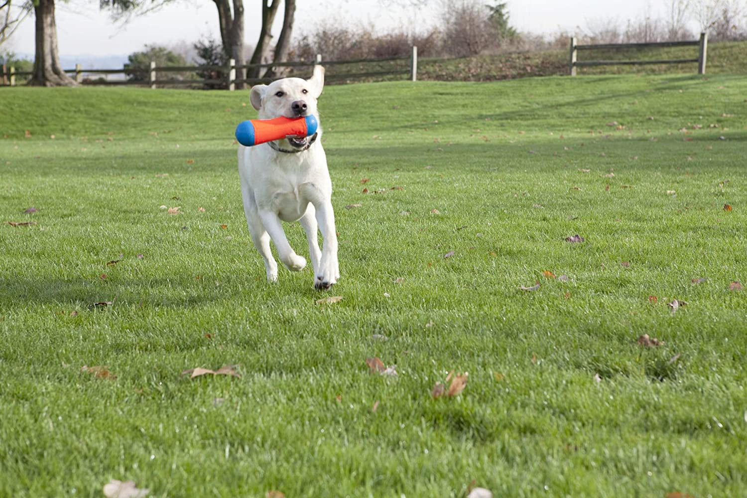 Chuckit! Amphibious Tumble Bumper Dog Toy – Large Floating Water Fetch Toy for Interactive Playtime, Durable & Lightweight