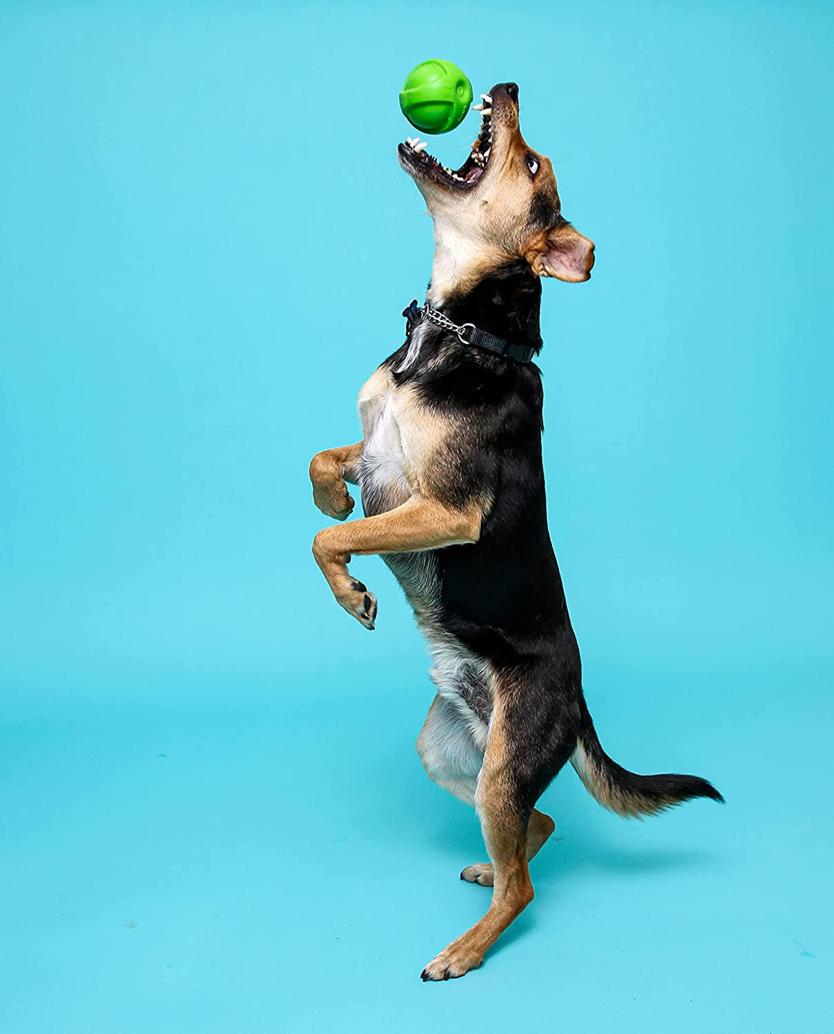 Hartz Dura Play 3-Pack Squeak Ball Toy for Small Breeds: Bacon Scented