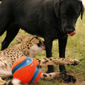 Chuckit Kick & Fetch Ball - Durable Dog Toy for Fetch, 8 Inch Diameter