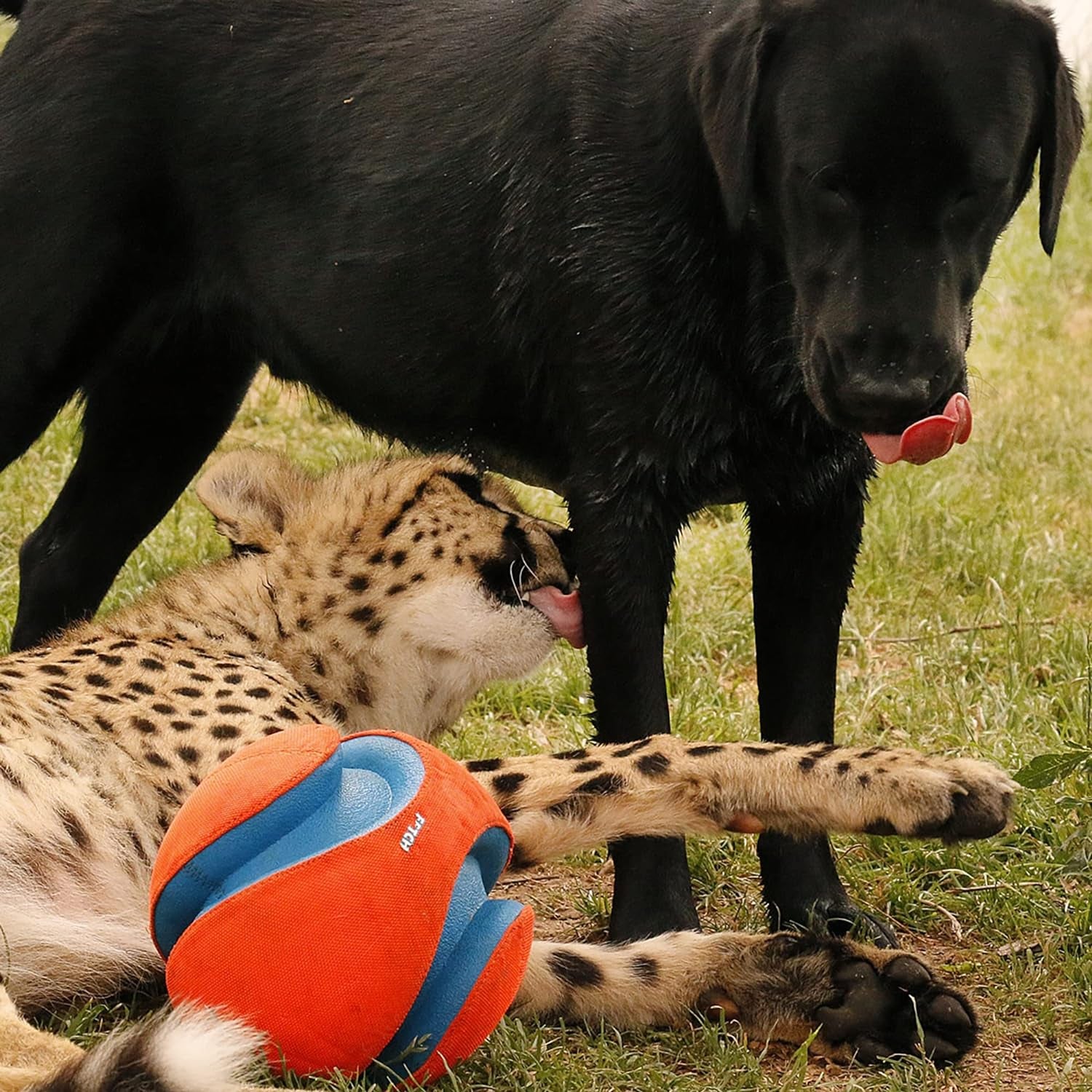 Chuckit Kick & Fetch Ball - Durable Dog Toy for Fetch, 8 Inch Diameter
