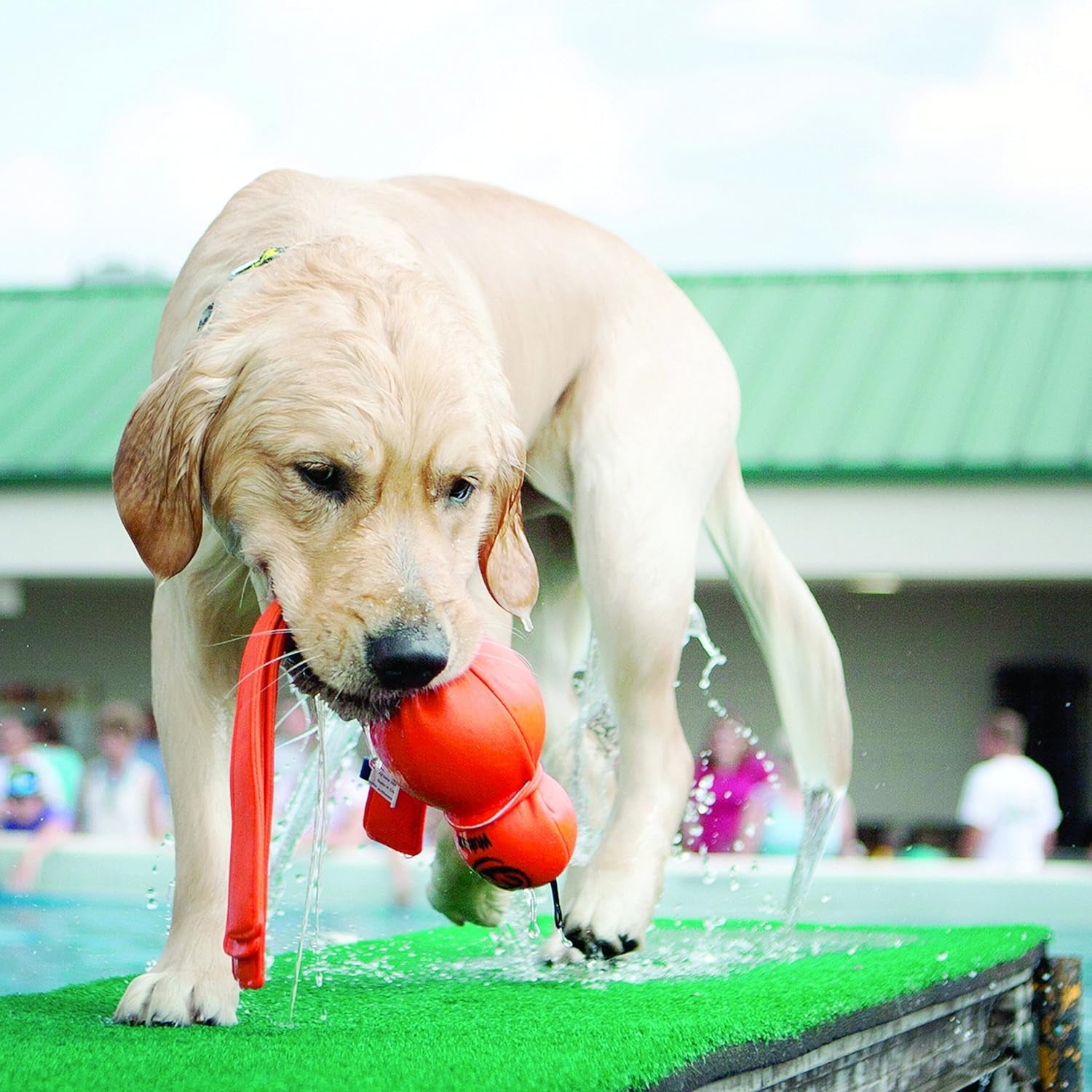 KONG Wubba Wet Floating Dog Toy – XL Water Fetch Toy for Large Dogs, Perfect for Water Play and Fetching, Green