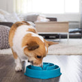 Outward Hound Fun Feeder Slo Bowl: Medium/Mini, Slow Feeder Dog Bowl, Turquoise