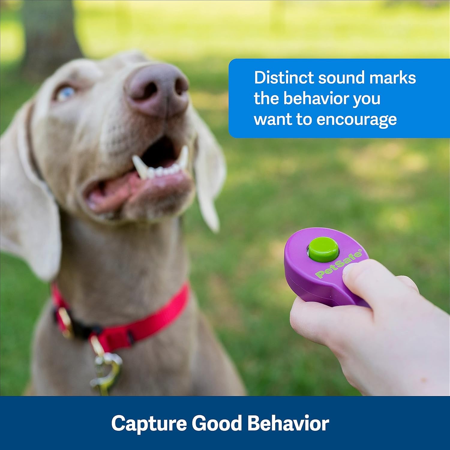 Petsafe Clik-R Training Clicker for Dogs: Enhance Positive Behavior, Includes Training Guide, Purple or Blue