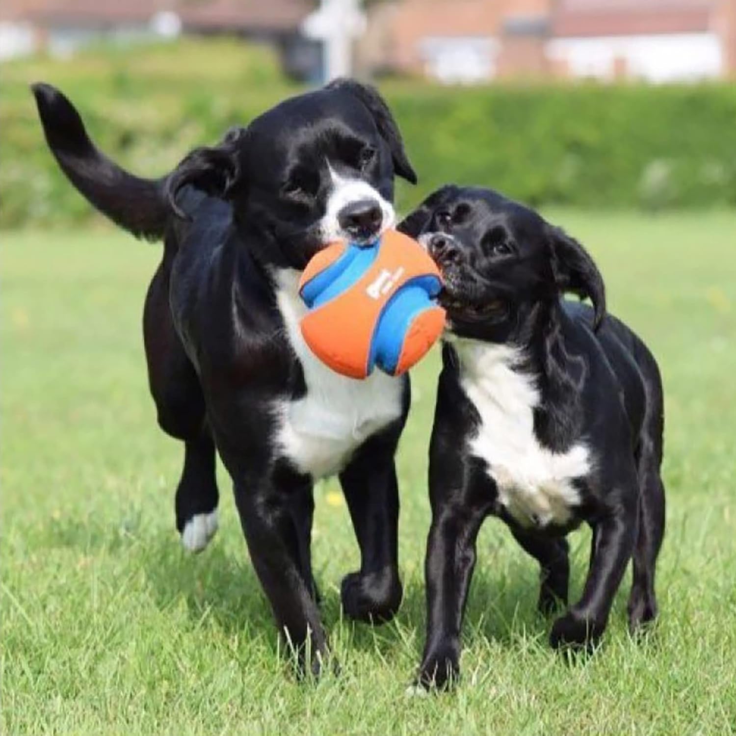 Chuckit Kick & Fetch Ball - Durable Dog Toy for Fetch, 8 Inch Diameter